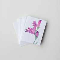 Hardy Glad Iris (pack of 10 greeting cards and envelopes)